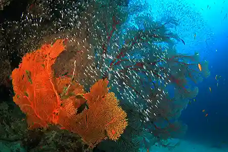 fan corals with glassfish