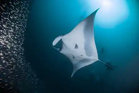 manta ray and divers