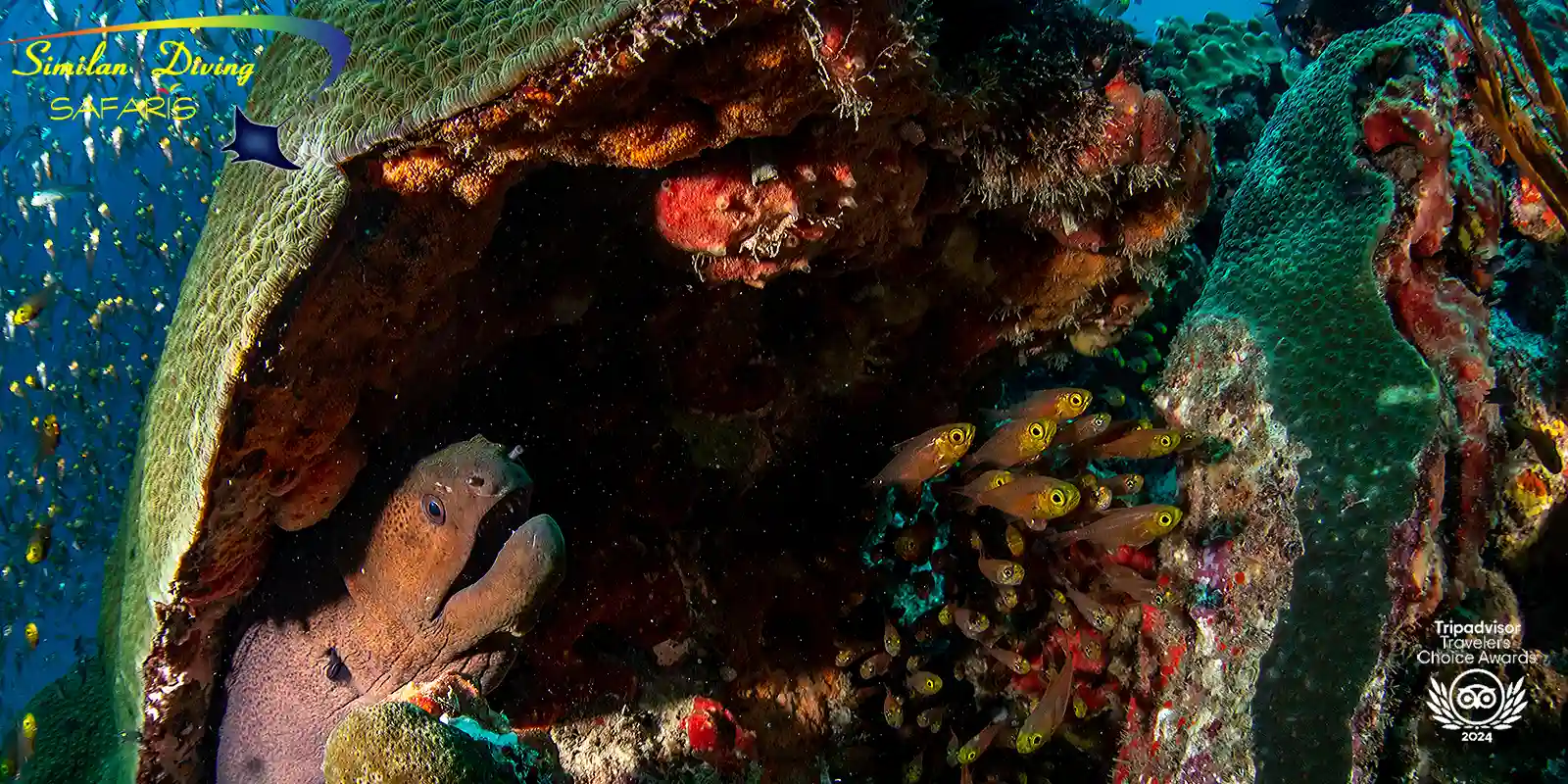 Moray eel hidden looking out