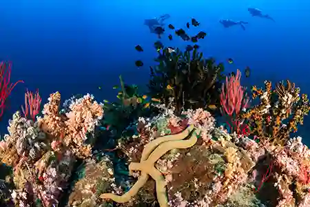 seastar with coral divers on background