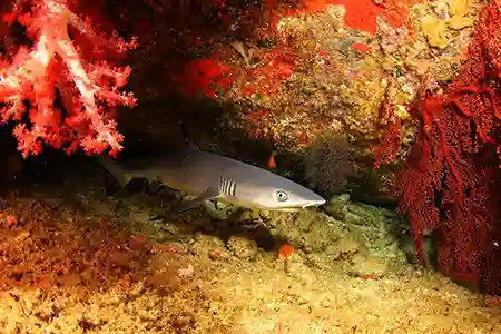 black tip shark coming out of cave