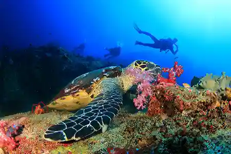 turtle eating corals