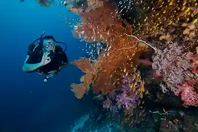 diver with coral