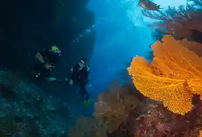 soft coral and divers