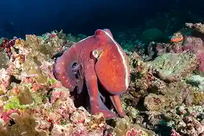 octopus at Hin Kong