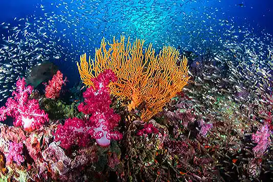 soft corals with glassfish