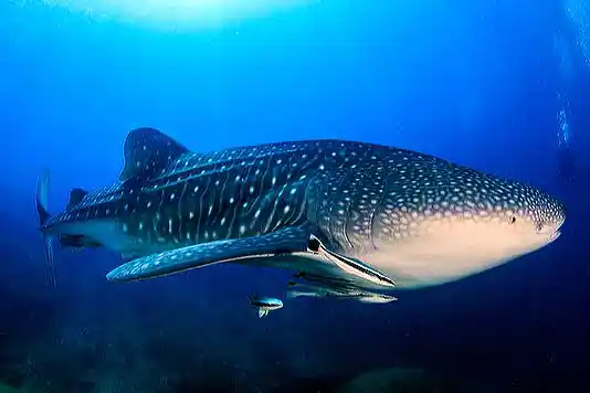 Whaleshark