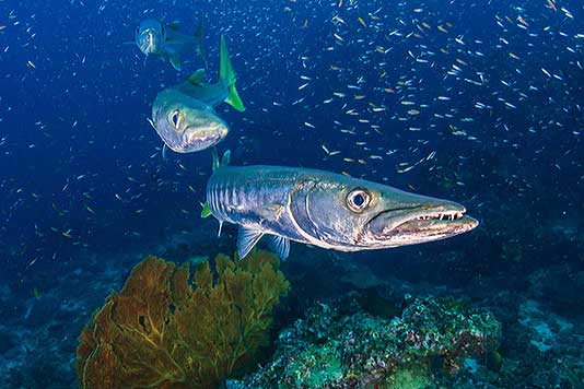 barracudas