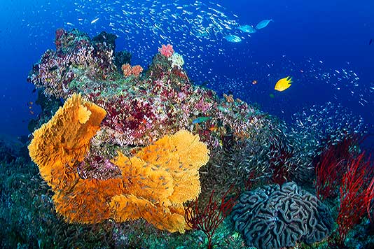 hard corals with glassfish