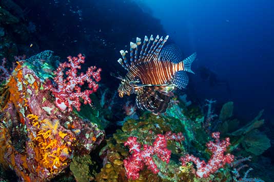 Lionfish on the prowl