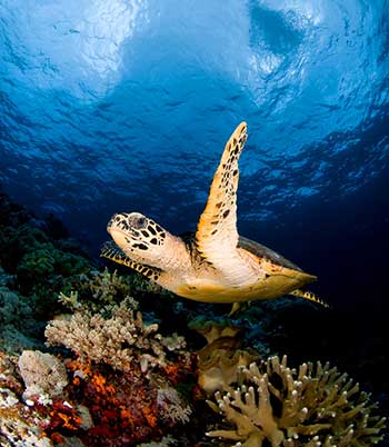 turtle with coral