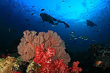 soft and hard corals with divers