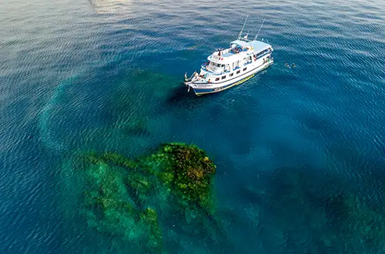 dolphin queen at richelieu rock