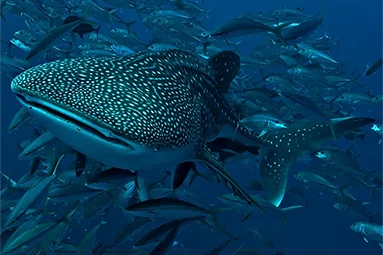 Whale shark with followers