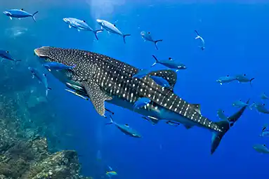 whaleshark with other fish